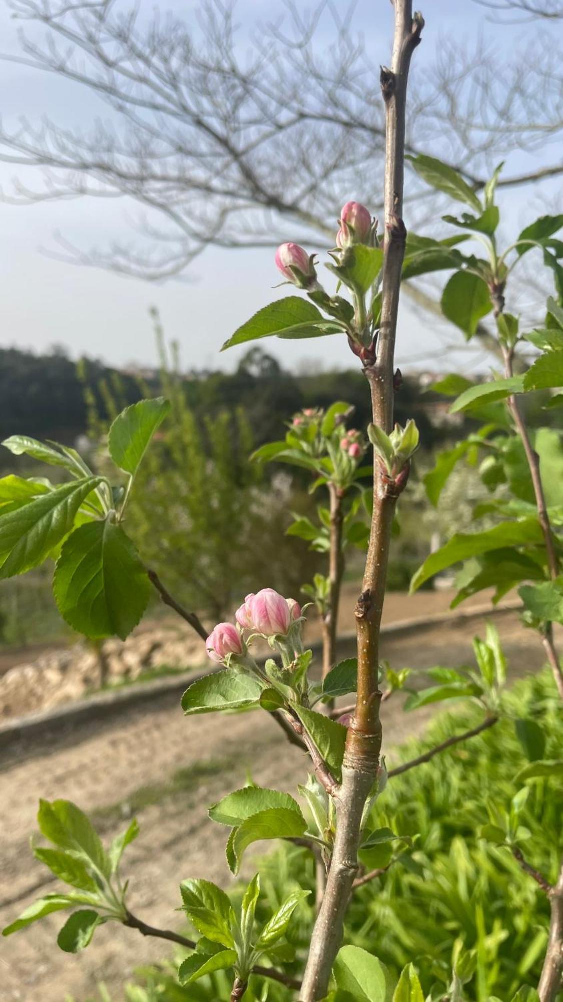 Quinta De Villasete Alpendurada Zewnętrze zdjęcie